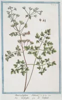 An illustration from Hortus Romanus plantaru (1772)