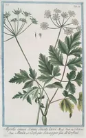 An illustration from Hortus Romanus plantaru (1772)