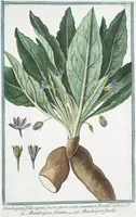 An illustration from Hortus Romanus plantaru (1772)