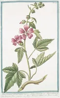 An illustration from Hortus Romanus plantaru (1772)