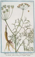 An illustration from Hortus Romanus plantaru (1772)
