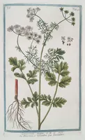 Picture 502 of 713 from Hortus Romanus plantaru (1772), leaf 502