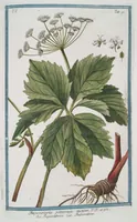 Picture 503 of 713 from Hortus Romanus plantaru (1772), leaf 503