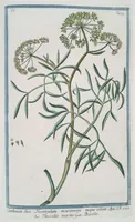 Picture 504 of 713 from Hortus Romanus plantaru (1772), leaf 504