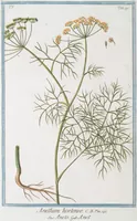 An illustration from Hortus Romanus plantaru (1772)