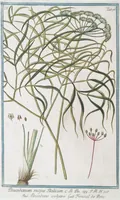 Picture 506 of 713 from Hortus Romanus plantaru (1772), leaf 506