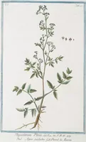 Picture 508 of 713 from Hortus Romanus plantaru (1772), leaf 508