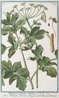 Picture 509 of 713 from Hortus Romanus plantaru (1772), leaf 509
