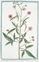 Picture 51 of 713 from Hortus Romanus plantaru (1772), leaf 51