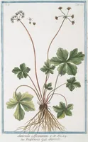 Picture 510 of 713 from Hortus Romanus plantaru (1772), leaf 510