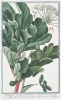 Picture 513 of 713 from Hortus Romanus plantaru (1772), leaf 513