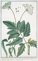 An illustration from Hortus Romanus plantaru (1772)
