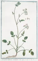 An illustration from Hortus Romanus plantaru (1772)