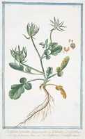 Picture 516 of 713 from Hortus Romanus plantaru (1772), leaf 516
