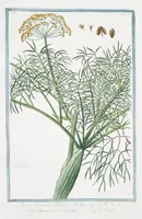 Picture 517 of 713 from Hortus Romanus plantaru (1772), leaf 517