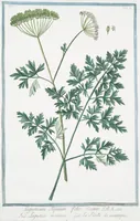 Picture 519 of 713 from Hortus Romanus plantaru (1772), leaf 519