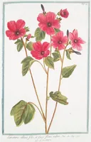 Picture 52 of 713 from Hortus Romanus plantaru (1772), leaf 52