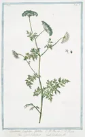 Picture 520 of 713 from Hortus Romanus plantaru (1772), leaf 520