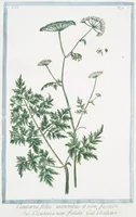 Picture 521 of 713 from Hortus Romanus plantaru (1772), leaf 521