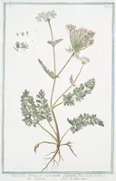 An illustration from Hortus Romanus plantaru (1772)