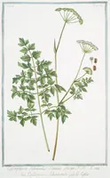 An illustration from Hortus Romanus plantaru (1772)