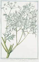 An illustration from Hortus Romanus plantaru (1772)