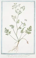 An illustration from Hortus Romanus plantaru (1772)