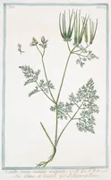 Picture 526 of 713 from Hortus Romanus plantaru (1772), leaf 526