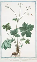 Picture 527 of 713 from Hortus Romanus plantaru (1772), leaf 527