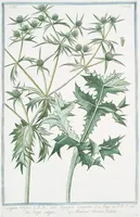 An illustration from Hortus Romanus plantaru (1772)