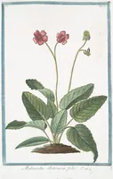 Picture 53 of 713 from Hortus Romanus plantaru (1772), leaf 53