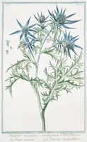 Picture 530 of 713 from Hortus Romanus plantaru (1772), leaf 530