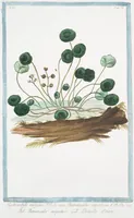 Picture 531 of 713 from Hortus Romanus plantaru (1772), leaf 531