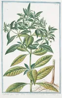 An illustration from Hortus Romanus plantaru (1772)