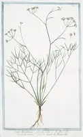 An illustration from Hortus Romanus plantaru (1772)