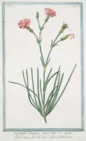 An illustration from Hortus Romanus plantaru (1772)