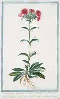 An illustration from Hortus Romanus plantaru (1772)