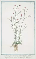 An illustration from Hortus Romanus plantaru (1772)
