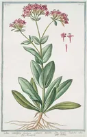 An illustration from Hortus Romanus plantaru (1772)