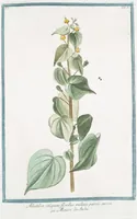 An illustration from Hortus Romanus plantaru (1772)