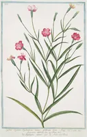 An illustration from Hortus Romanus plantaru (1772)