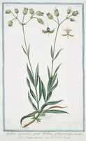 An illustration from Hortus Romanus plantaru (1772)