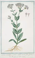 Picture 542 of 713 from Hortus Romanus plantaru (1772), leaf 542