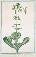 An illustration from Hortus Romanus plantaru (1772)