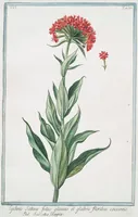 Picture 544 of 713 from Hortus Romanus plantaru (1772), leaf 544
