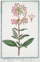 An illustration from Hortus Romanus plantaru (1772)