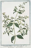 An illustration from Hortus Romanus plantaru (1772)