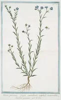 An illustration from Hortus Romanus plantaru (1772)