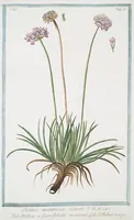 An illustration from Hortus Romanus plantaru (1772)