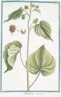 An illustration from Hortus Romanus plantaru (1772)